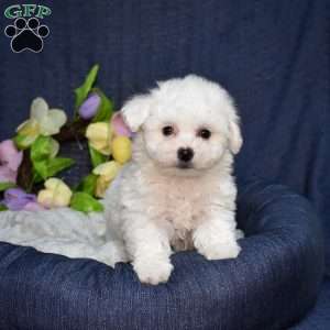 Hopper (Tiny), Bichon Frise Puppy